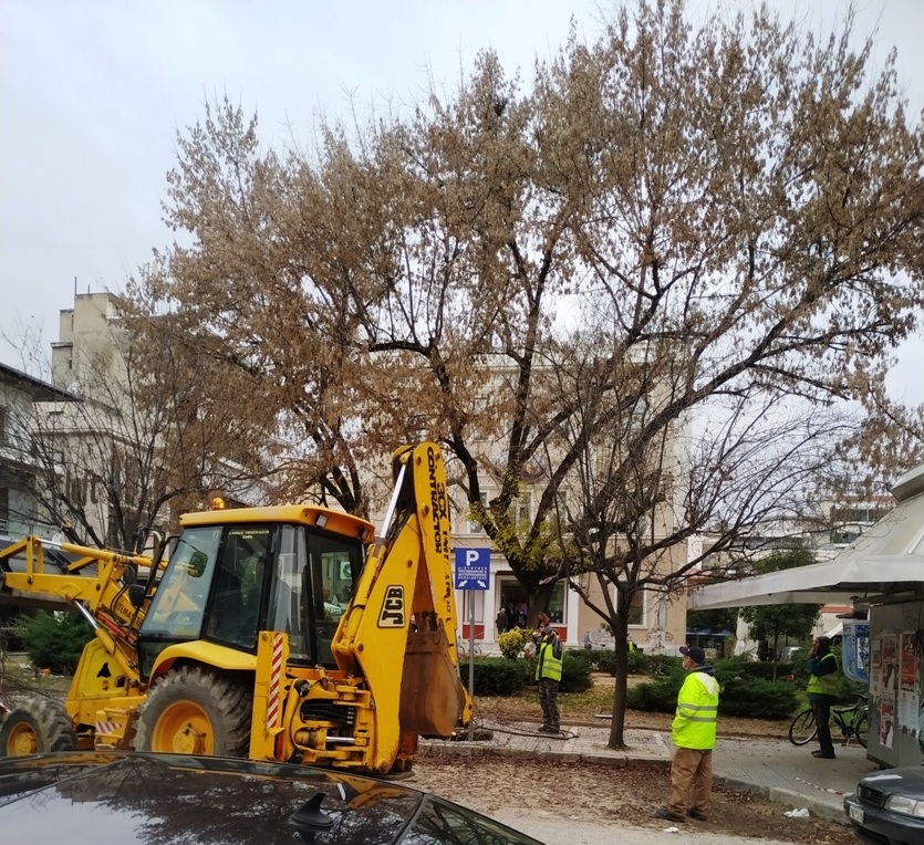 Συνεχίζεται η προστασία των δέντρων με κλαδέματα στα Τρίκαλα - φωτο:Δήμος Τρικκαίων