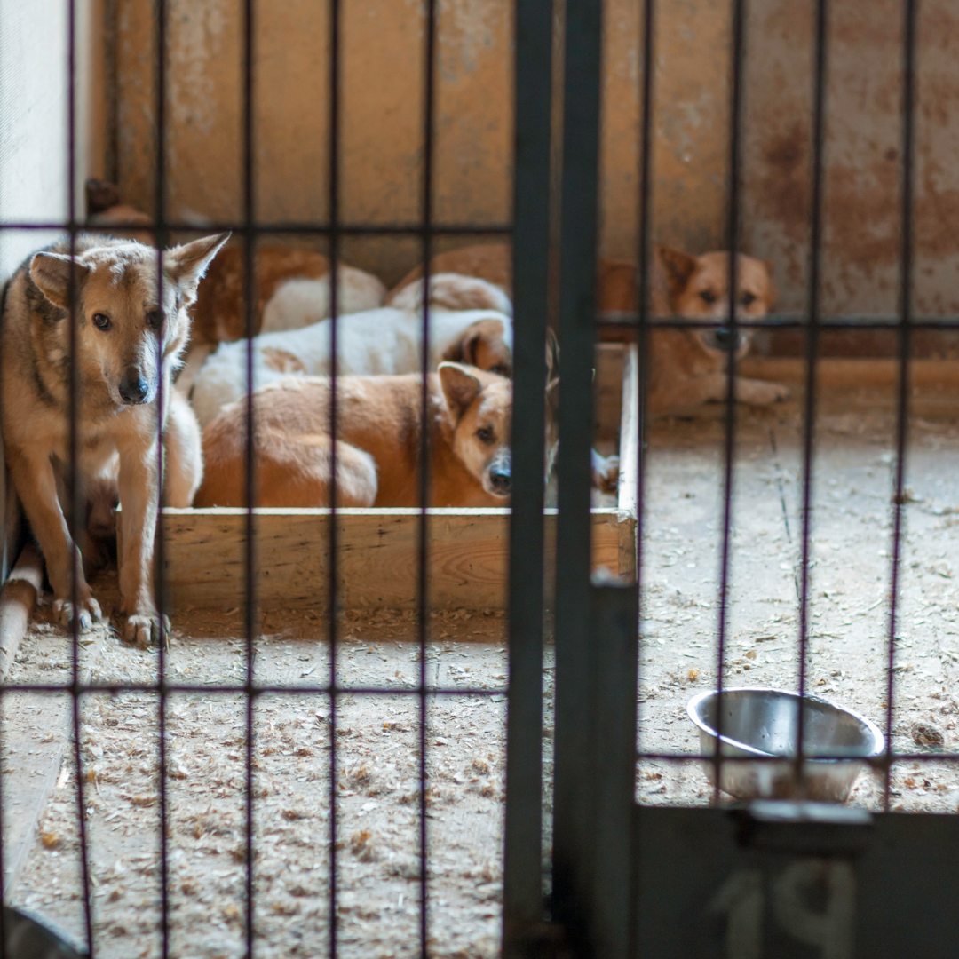 Κολομβία: Μετατρέπουν μία φυλακή σε κέντρο πρόνοιας για τα άστεγα ζώα