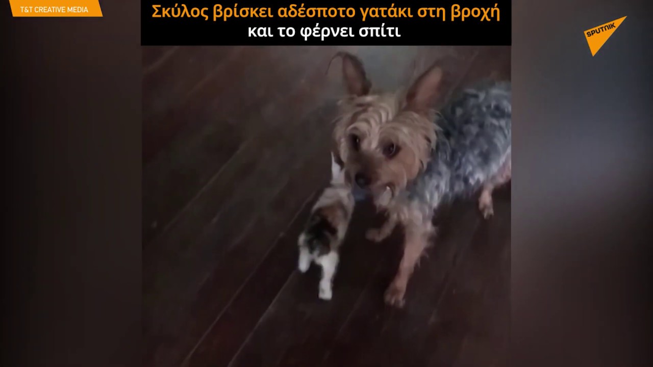 Σκύλος βρίσκει αδέσποτο γατάκι στη βροχή και το οδηγεί σπίτι του-Πηγή:sputniknews.gr