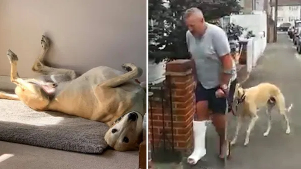Σκύλος κουτσαίνει στις βόλτες επειδή συμπάσχει με τον κηδεμόνα του, που έχει σπάσει το πόδι του