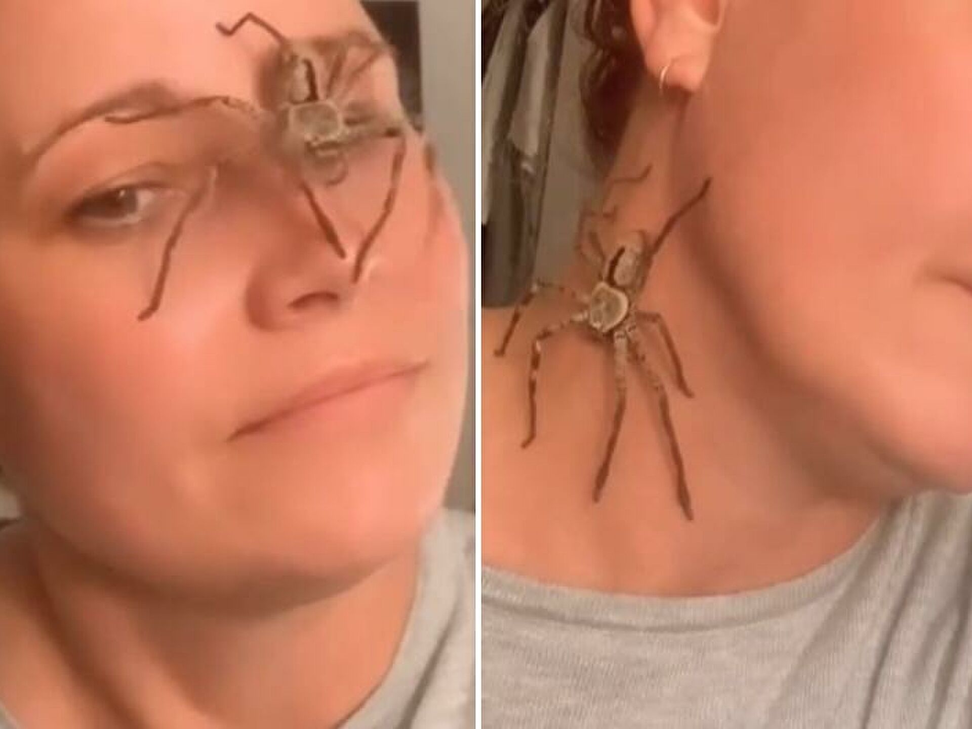 Αραχνο-γεννητούρια: Γυναίκα βρήκε έγκυο αράχνη στον κήπο της και τη βοήθησε να γεννήσει