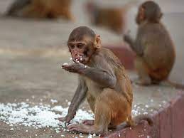 Ληστές με φαντασία: Έκλεβαν ανυποψίαστους πολίτες με συνεργούς... μαϊμούδες