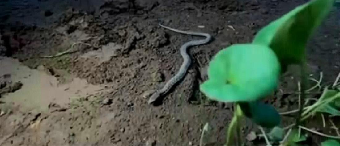 Ιράκ: Αγρότης βρήκε φίδι με δύο κεφάλια
