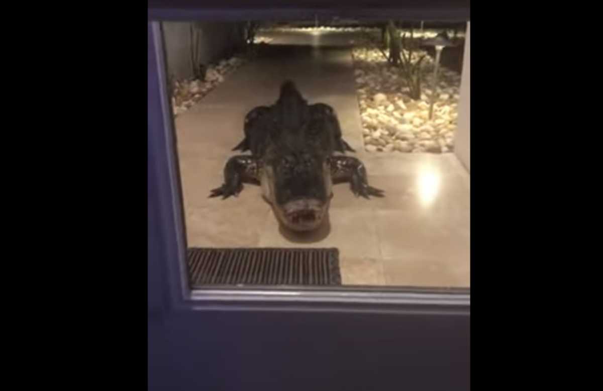 Φλόριντα: Αλιγάτορας παραμόνευε έξω από μια μπαλκονόπορτα σκορπίζοντας τον τρόμο